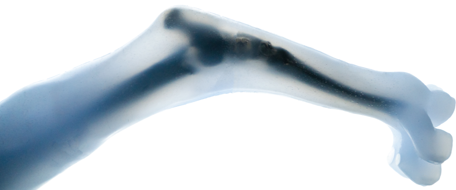 zdjęcie rentgenowskie psiej łapy