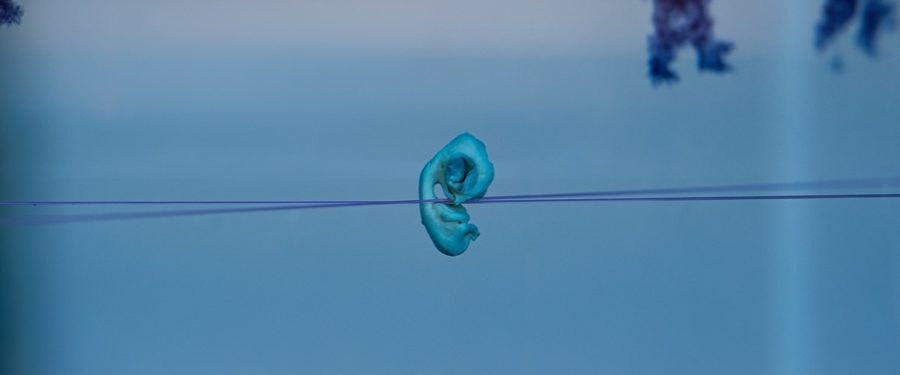 fragment ciała zwierzęcia na niebieskim tle