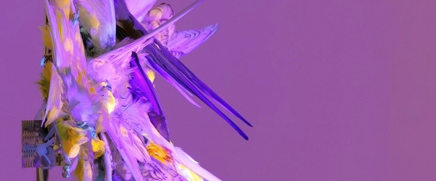 fragment zdjęcia preparatu: papużka falista, rozella, białolica, świergotka seledynowa